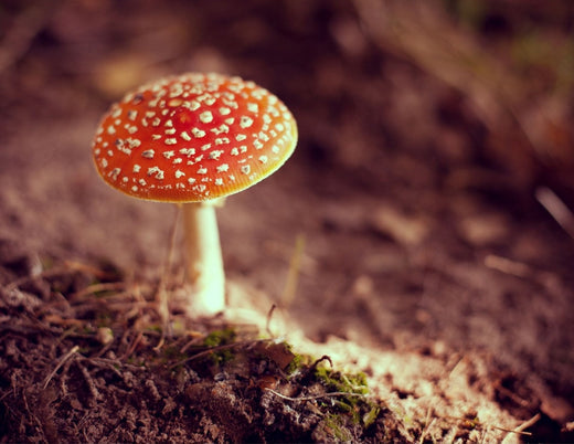 The Magic of Fly Agaric