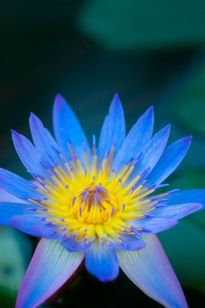 Blue Lotus Spagyric Tincture