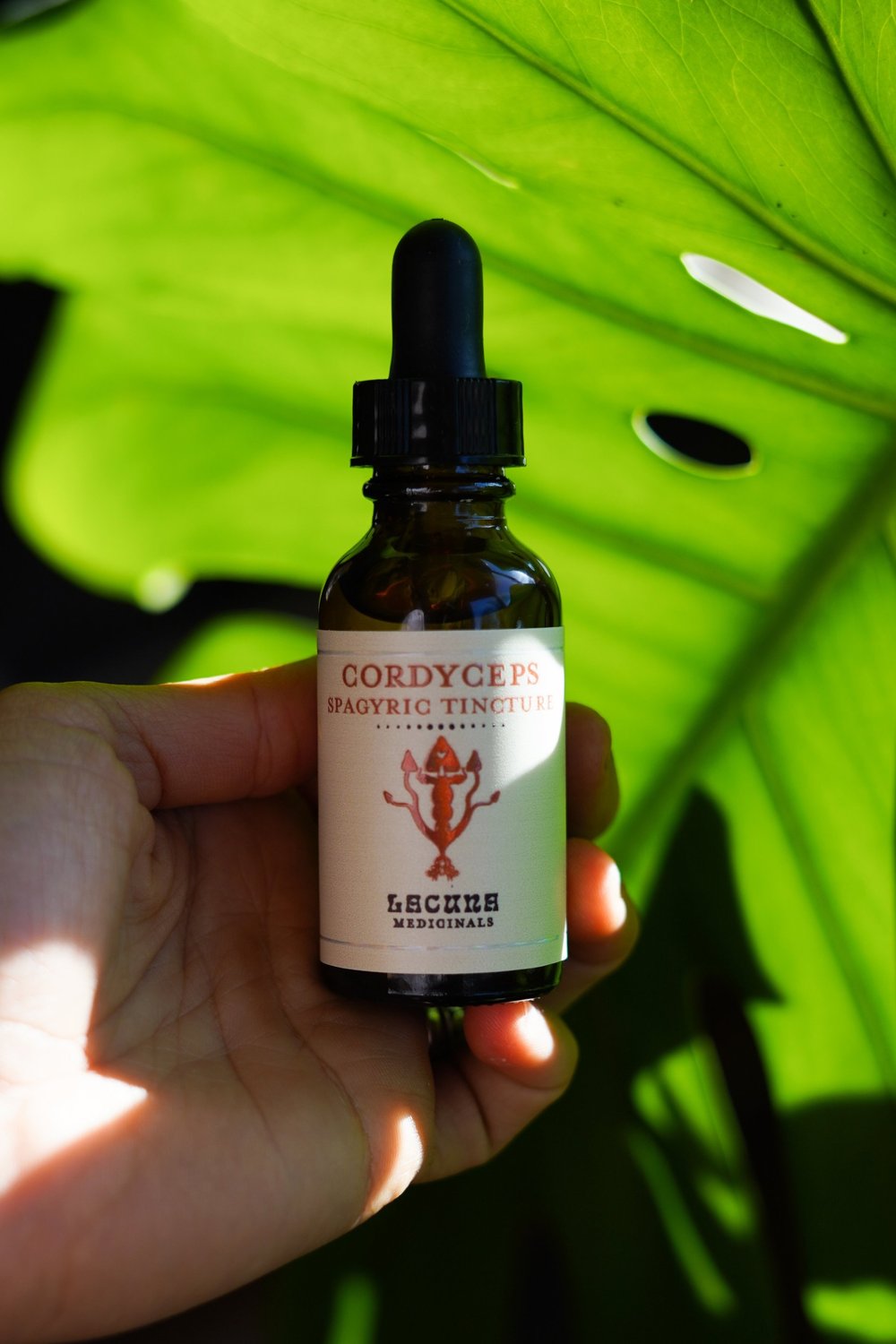 Cordyceps spagyric tincture