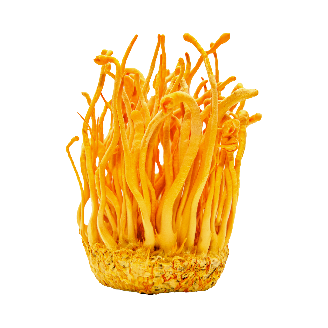 Cordyceps spagyric tincture
