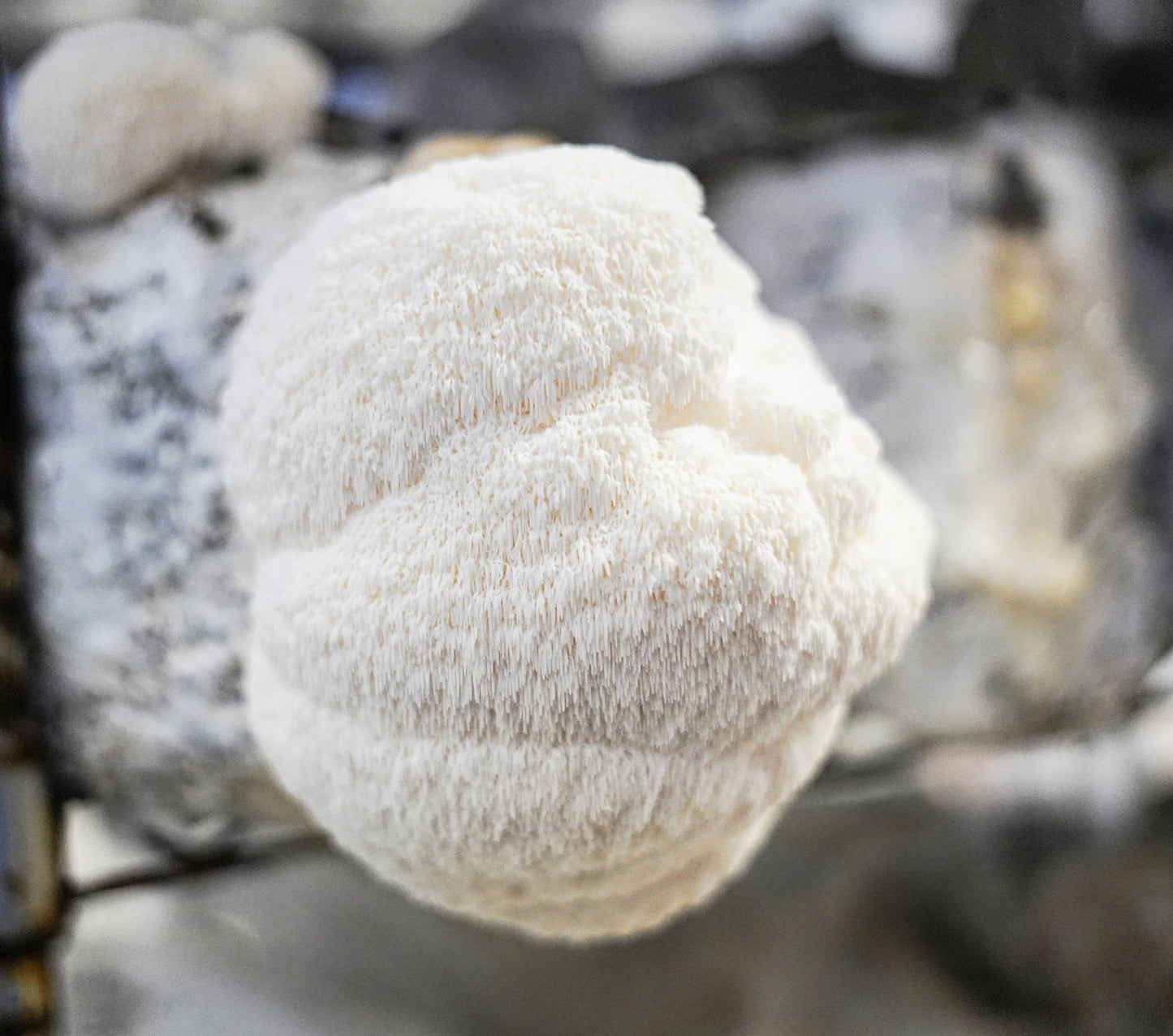 Lion's Mane Capsules