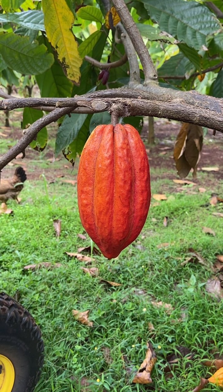 Cacao Spagyric Tincture